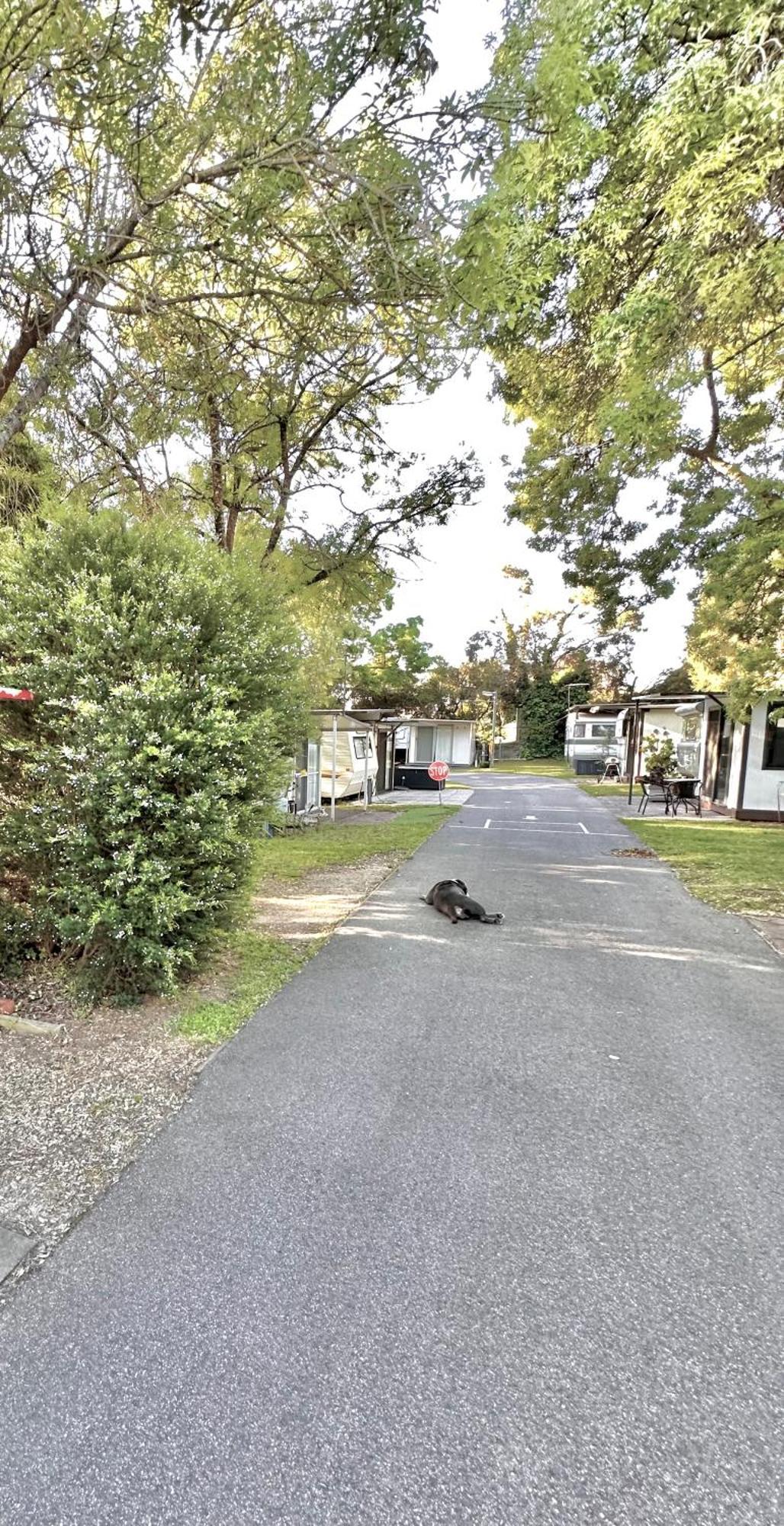 Mornington Peninsula Retro Caravans Rye Luaran gambar